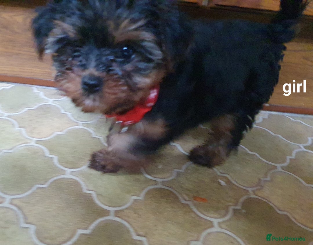 Yorkshire Terrier dogs for sale: Yorkshire terrier puppies 2 girls  - Advert 29