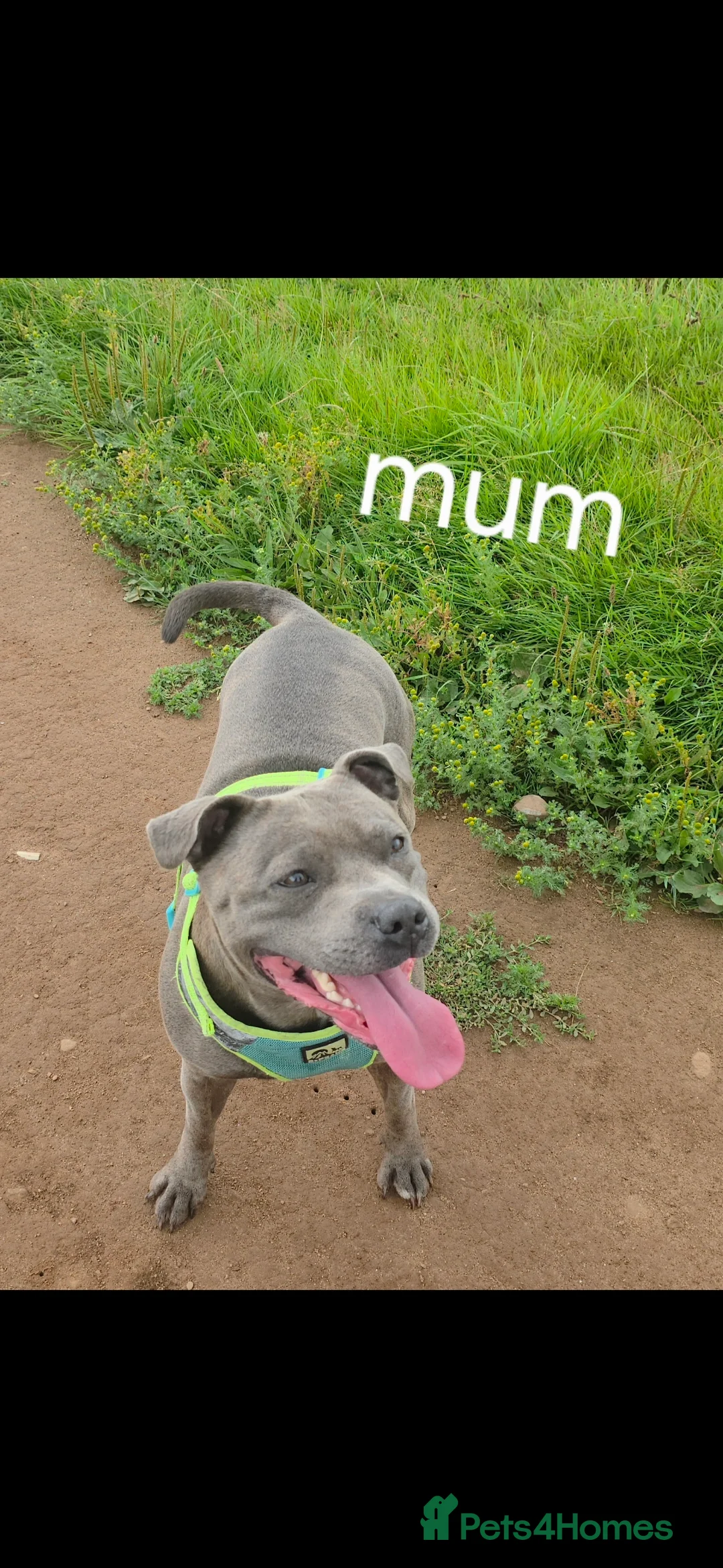 Staffordshire Bull Terrier dogs for sale: Stunning KC staffordshire bull terrier puppies  - Advert 9