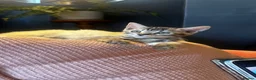 Bengal cats for sale: Stunning silver and brown bengal boys  - Advert 10