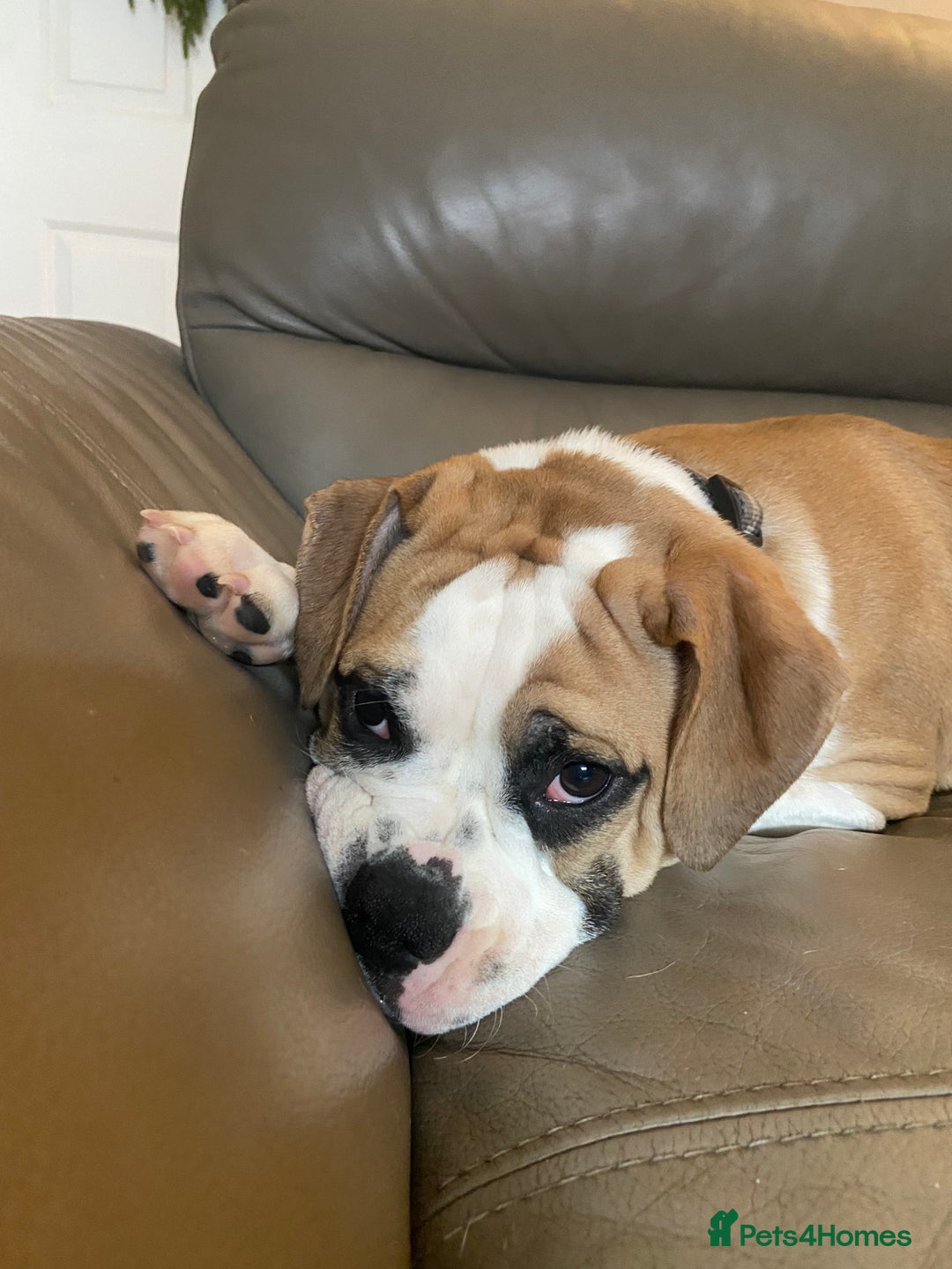 Alapaha Blue Blood Bulldog dogs for sale: Beautiful Alapaha bulldog  - Advert 4