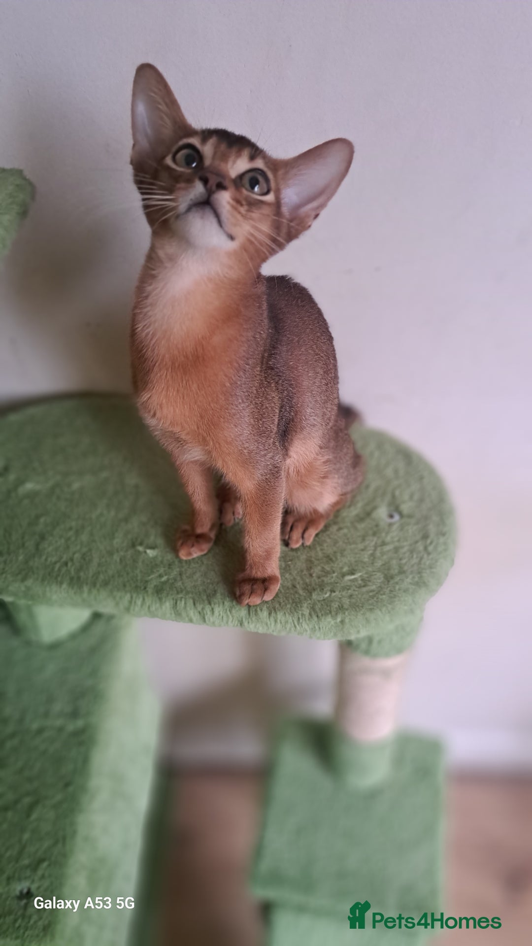 Abyssinian cats for sale: 5✨TICA Beautiful Abyssinian Kittens - Image 14