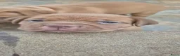 Dogue De Bordeaux dogs for sale: KC Registered Dogue de Bordeaux Puppies-Champion  - Advert 22