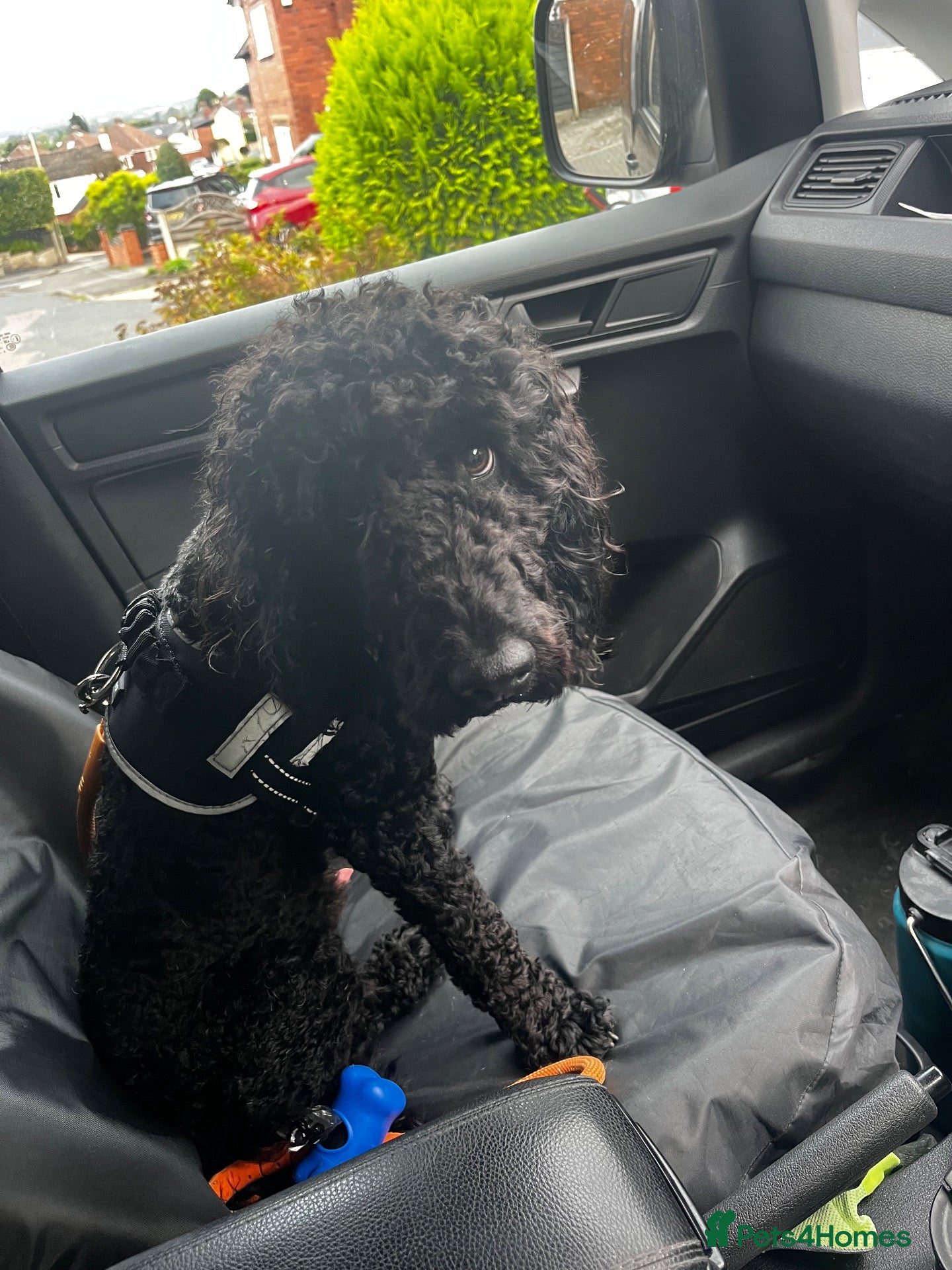 Cockapoo dogs Cockapoo rehome - Advert 1
