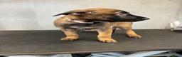 Belgian Shepherd Dog dogs for sale: *****Professionally Trained Boy & Girl Pups***** in Sutton Coldfield - Advert 20