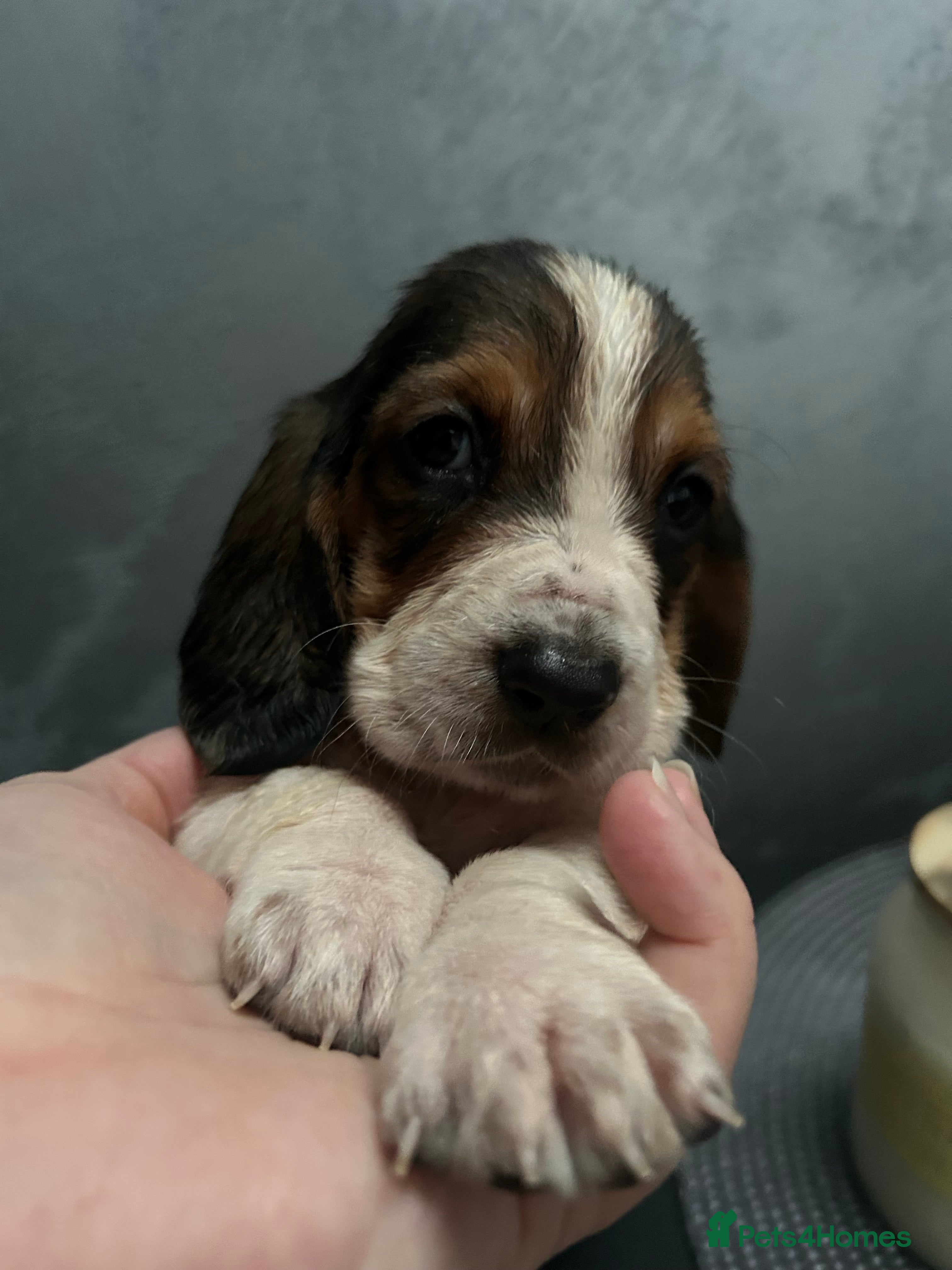 Basset Hound dogs Basset hound puppies!!! KC reg. - Advert 1