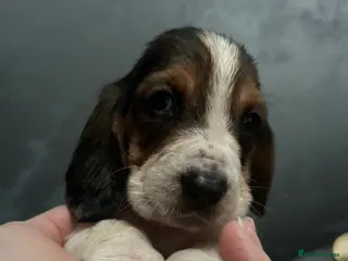 Basset Hound dogs Basset hound puppies!!! KC reg. - Advert 1