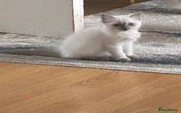 Ragdoll cats for sale: Ragdoll kittens - Image 2
