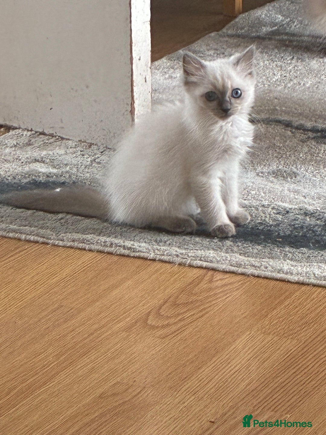 Ragdoll cats for sale: Ragdoll kittens - Image 2