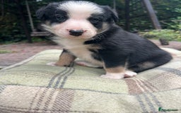 Border Collie dogs for sale: Border Collie - Image 17