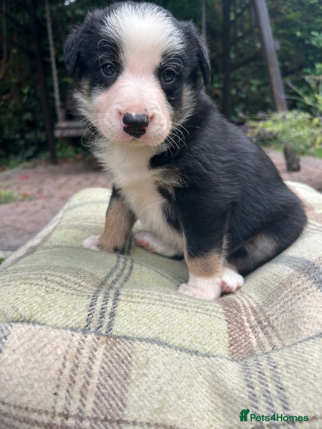 Border Collie dogs for sale: Border Collie - Image 17
