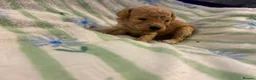 Cavapoo dogs for sale: Beautiful litter of cavapoo - Advert 27