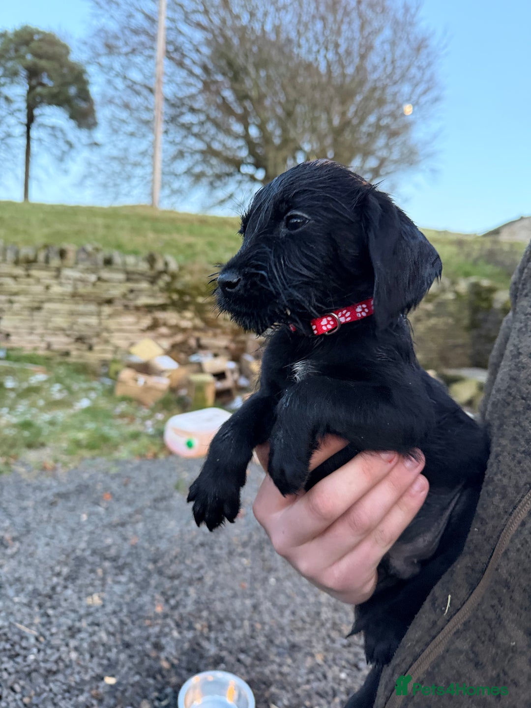 Mixed Breed dogs for sale: Stunning Labrador Pointer Puppies – Ready to go - Advert 32