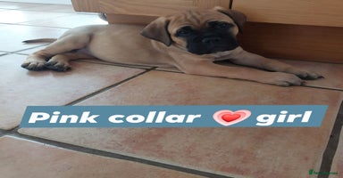 Bullmastiff dogs - Advert 11