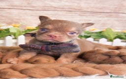 French Bulldog dogs for sale: Kc registered new shade french bulldogs - Image 5