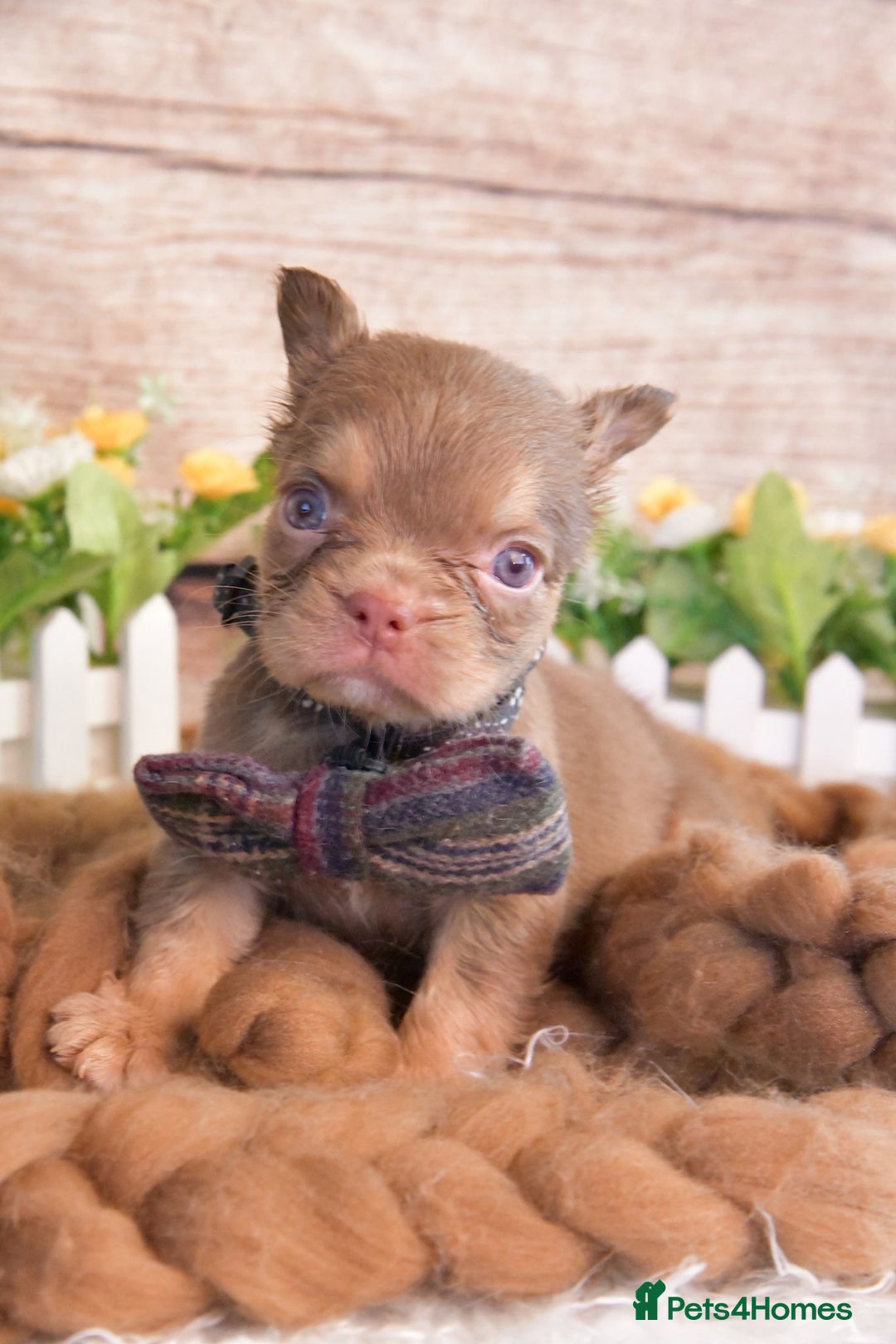 French Bulldog dogs for sale: Kc registered new shade french bulldogs - Image 5