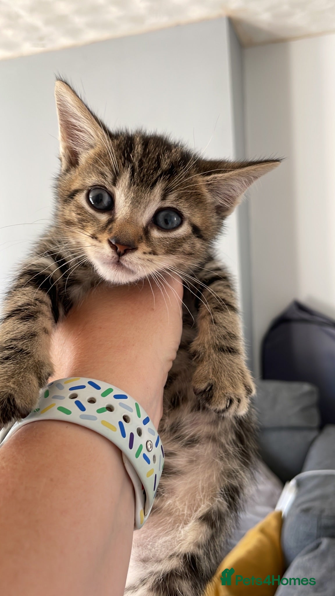 Mixed Breed cats Tabby kittens for sale  - Advert 5