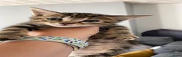 Mixed Breed cats for sale: Tabby kittens for sale  in Prenton - Advert 1