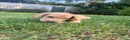 Labrador Retriever dogs for sale: Beautiful KC registered pups ready for their home - Advert 6