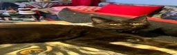 Maine Coon cats for sale: Beautiful 🐈‍⬛  - Advert 9