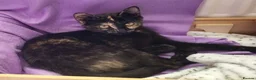Mixed Breed cats for sale: Mum & Son in Hayling Island - Advert 8