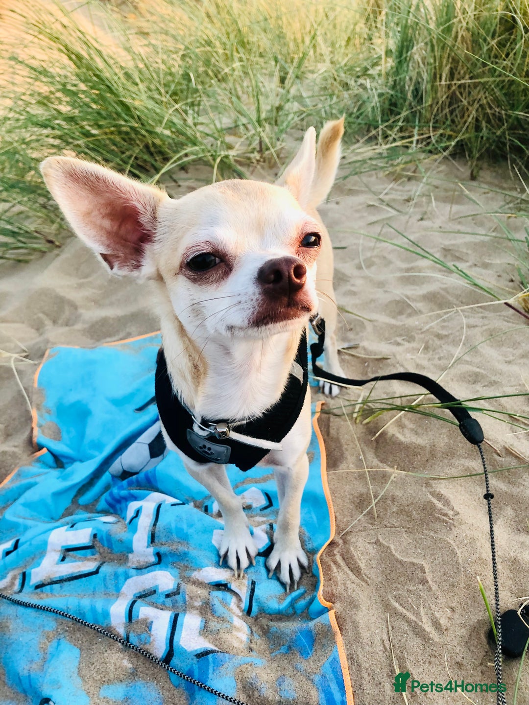 Chihuahua dogs for sale: Chihuahua  - Image 3