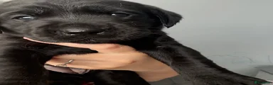 Labrador Retriever 6
