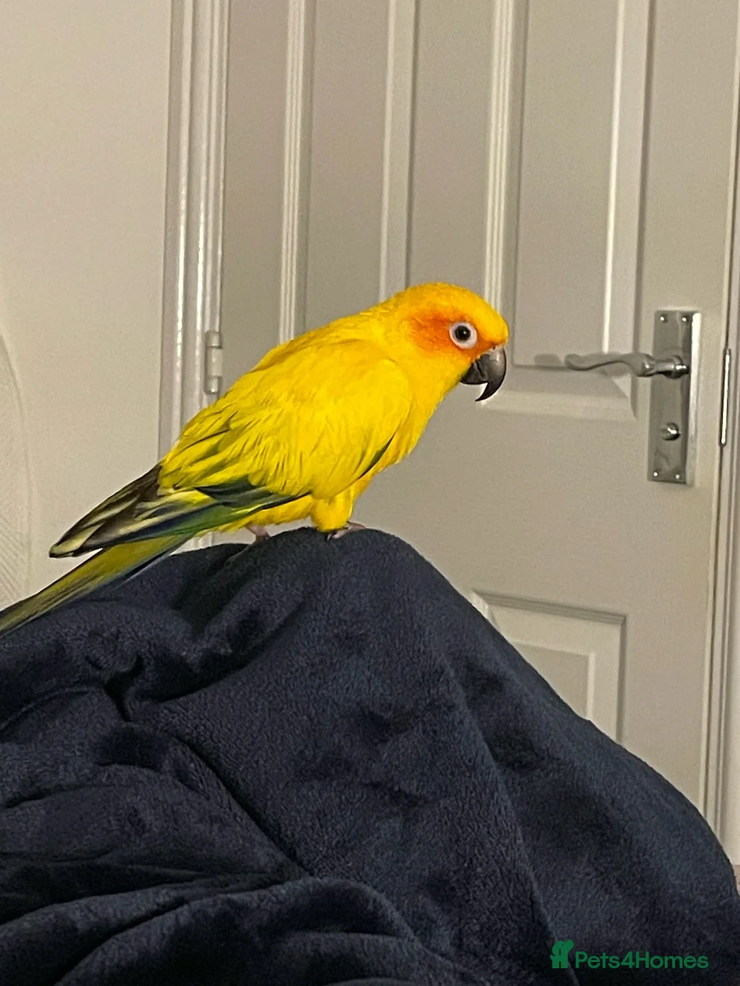Conures birds for sale: Beautiful Sun Conure with Large Cage & Accessories - Advert 2