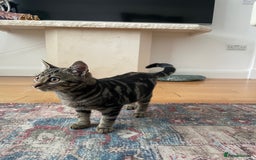 Domestic Shorthair cats for sale: Sweet tabby cat looking for a loving home - Image 2