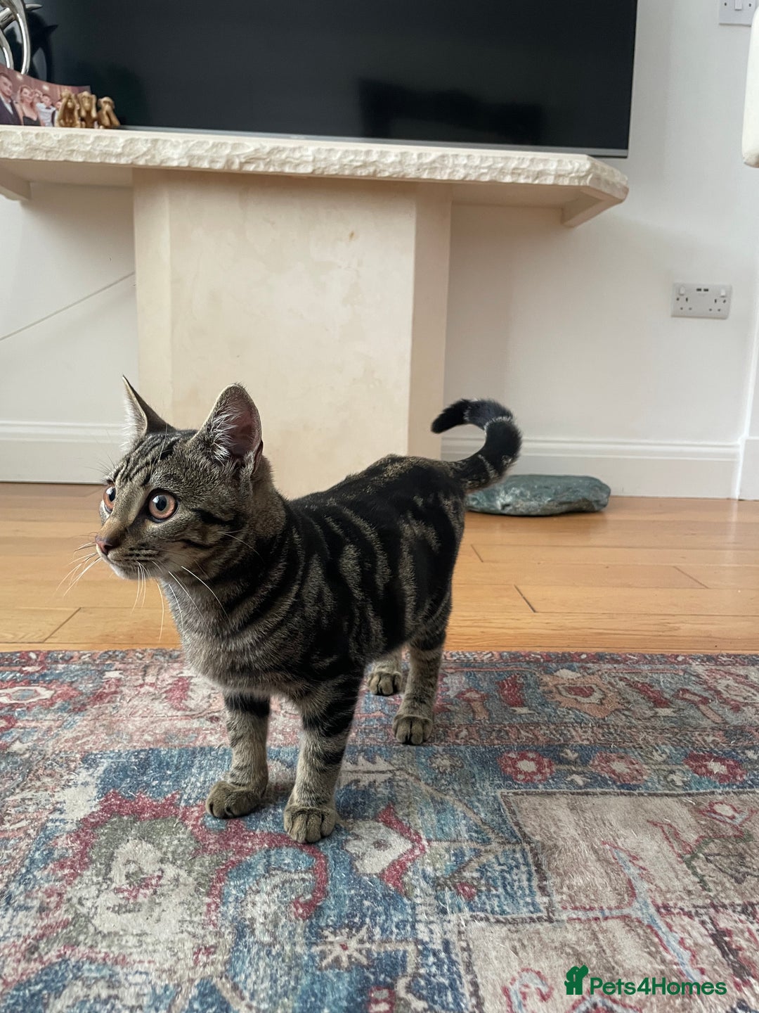 Domestic Shorthair cats for sale: Sweet tabby cat looking for a loving home - Image 2