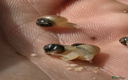 Snails invertebrates for sale: Ggghhg - Image 12