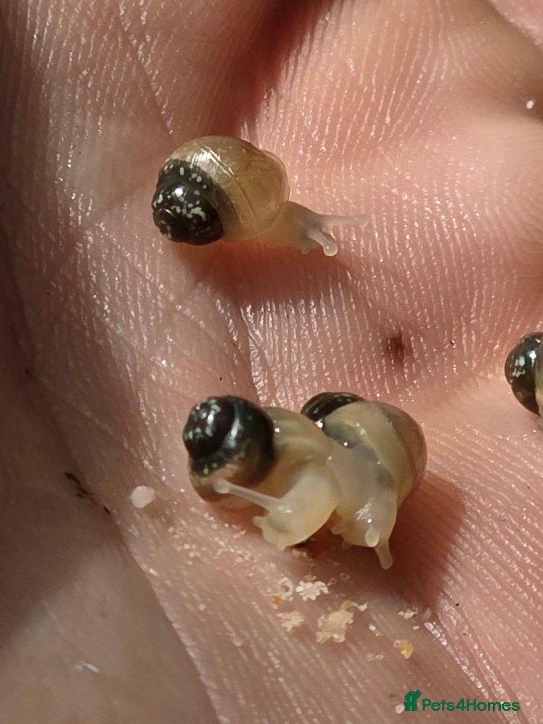 Snails invertebrates for sale: Ggghhg - Image 12