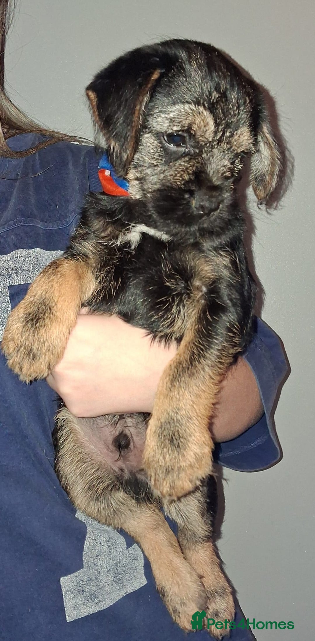 Border Terrier dogs for sale: Kc Reg Border Terrier Puppies  - Advert 12