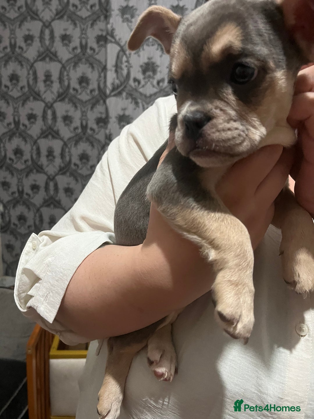 Mixed Breed dogs for sale: Beautiful female puppy ready today  - Image 26