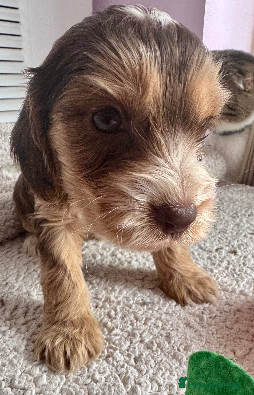 Cockapoo dogs for sale: Stunning show type cockapoo puppies  - Image 21