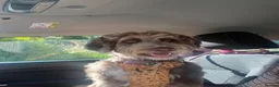 Bernedoodle dogs for sale: Bernedoodle puppy **rehome** - Advert 3