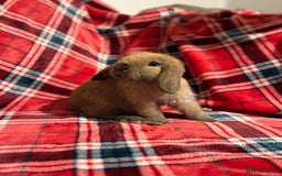 Mini Lop rabbits for sale: Beautiful Baby Mini Lops - Image 2