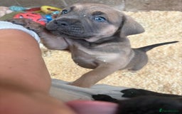 Cane Corso dogs for sale: Cane corso pups - Image 23