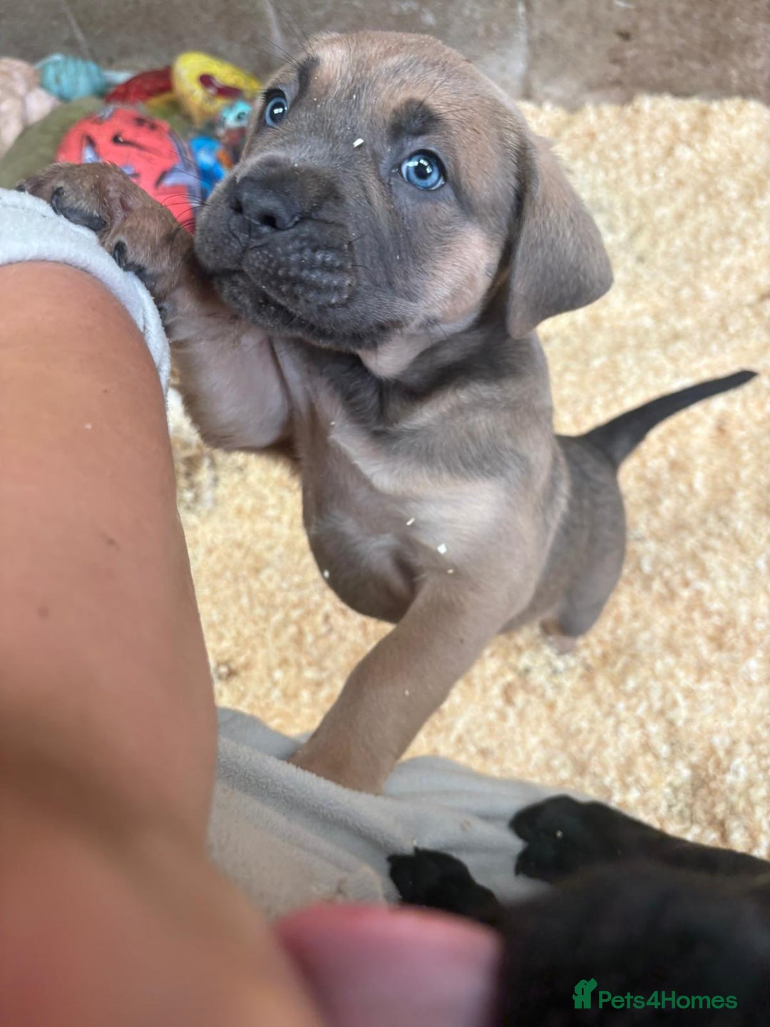 Cane Corso dogs for sale: Cane corso pups - Image 23