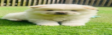 Chow Chow sand Puppy 4