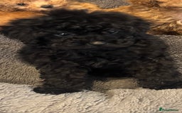 Toy Poodle dogs for sale: Rare parti/phantom Kc Reg Toy Poodle Puppies - Image 15