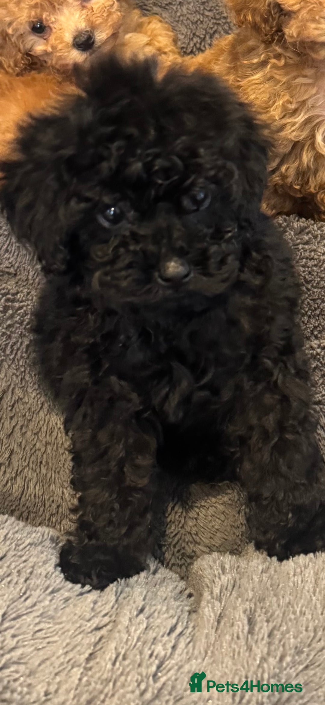 Toy Poodle dogs for sale: Rare parti/phantom Kc Reg Toy Poodle Puppies - Image 15