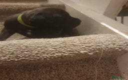 Staffordshire Bull Terrier dogs for sale: Staffordshire Bull Terrior Pups - 9 in total. - Image 19