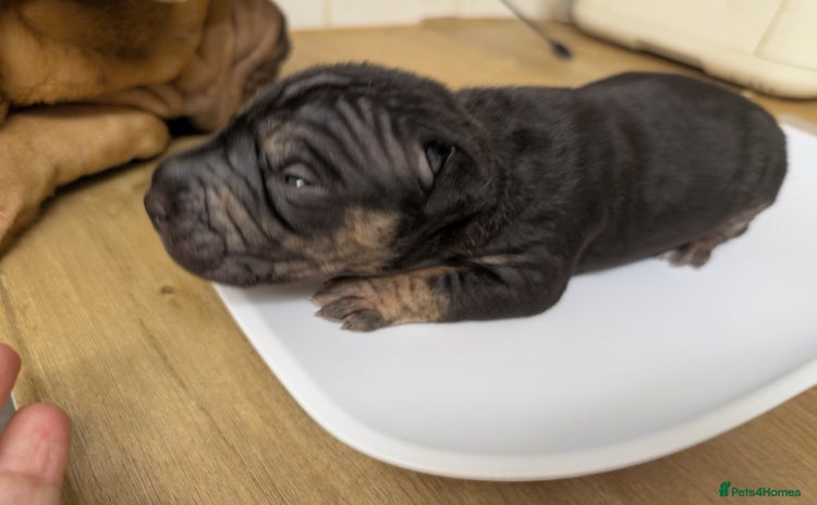 Mixed Breed dogs - Advert 9