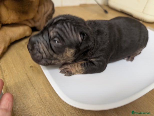 Mixed Breed dogs - Advert 1