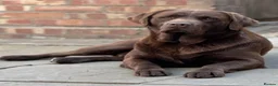 Labrador Retriever dogs for sale: ✨Outstanding Chunky Chocolate Labrador puppies✨ in Cowbridge - Advert 13