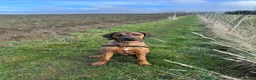 Rhodesian Ridgeback dogs for sale: KC Registered Ridgeback Male Seeking Forever Home  in Huntingdon - Advert 8