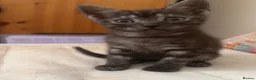 Mixed Breed cats for sale: Beautiful playful loving kittens  - Advert 14
