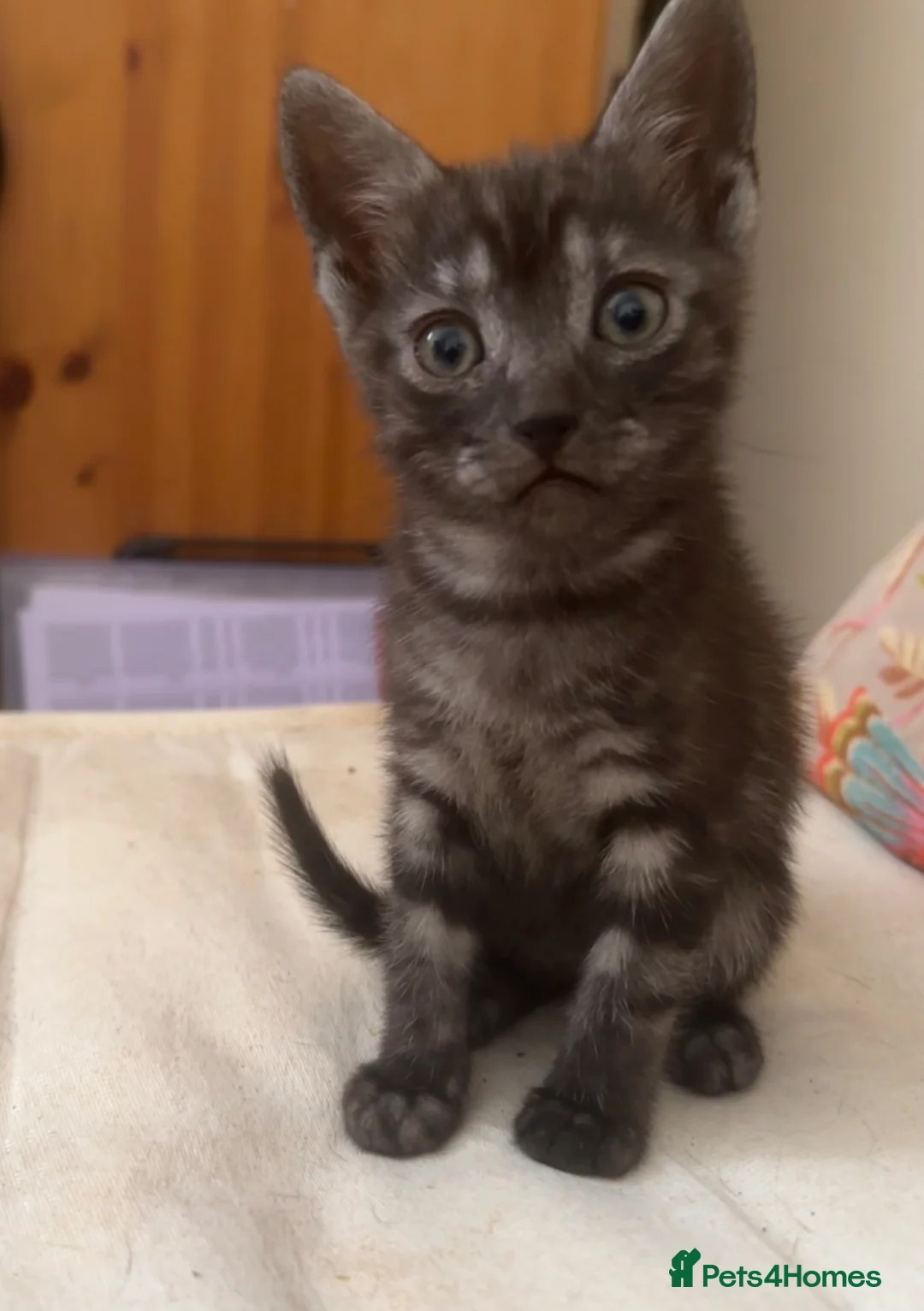 Mixed Breed cats for sale: Beautiful playful loving kittens  - Advert 14