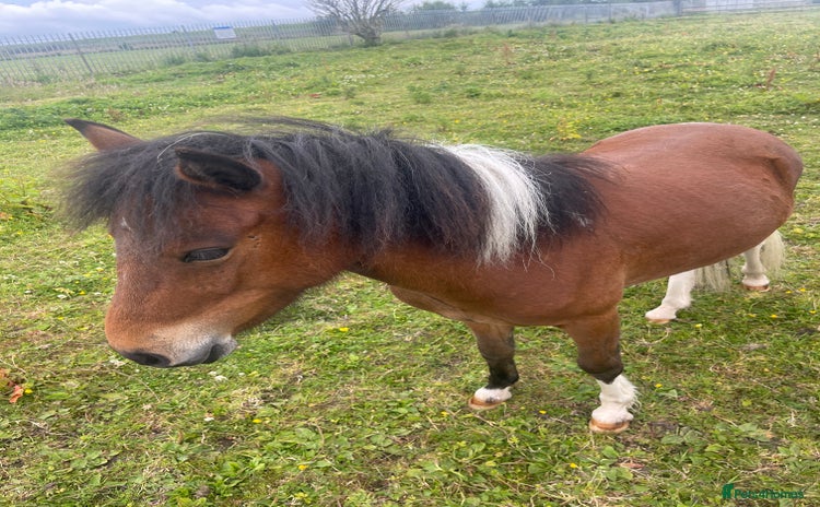 Shetland pony horses - Advert 2