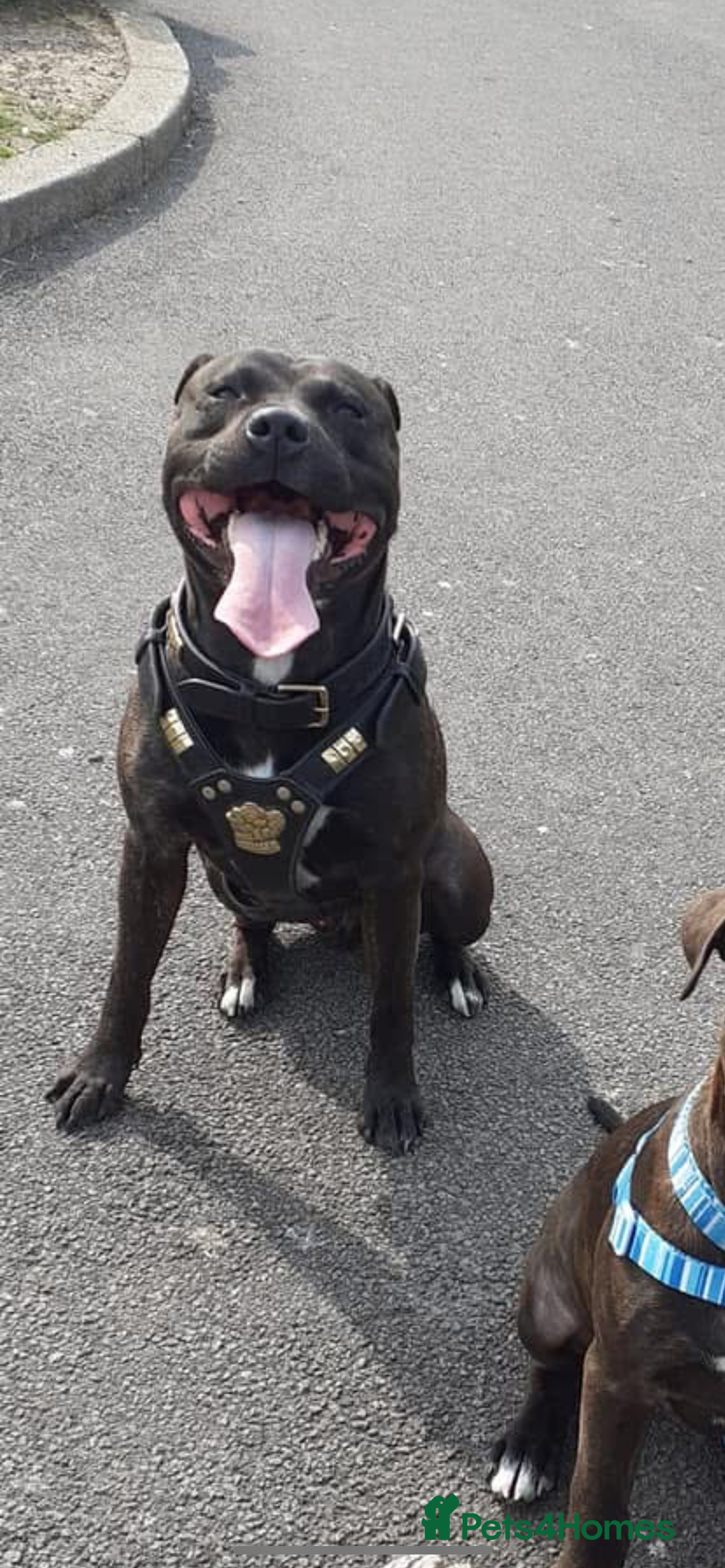 Staffordshire Bull Terrier dogs for sale: Staff bull terrier  - Image 4